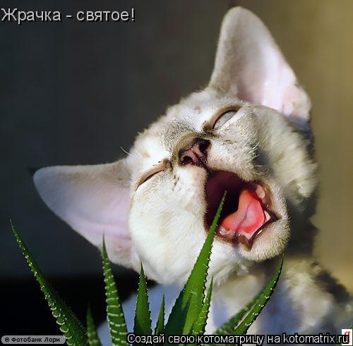 Жрачка - святое!... Котоматрица: Жрачка - святое!