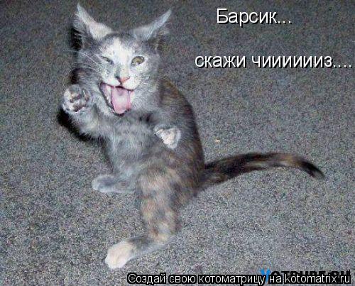 Барсик... скажи чииииииз....... Котоматрица: Барсик... скажи чииииииз....