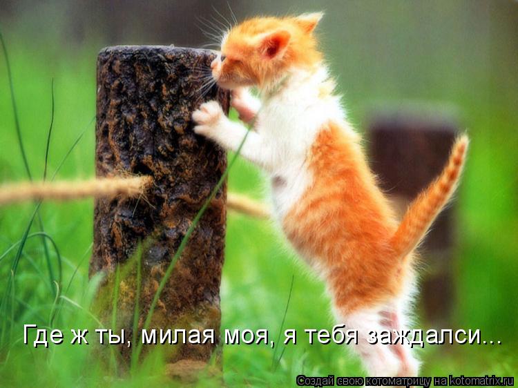 Где ж ты, милая моя, я тебя заждалси...... Котоматрица: Где ж ты, милая моя, я тебя заждалси...