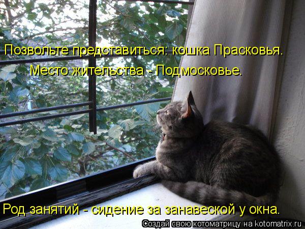 Позвольте представиться: кошка Прасковья. Место жительства - Подмосковье. Род занятий - сидение за за... Котоматрица: Позвольте представиться: кошка Прасковья. Место жительства - Подмосковье. Род занятий - сидение за занавеской у окна.