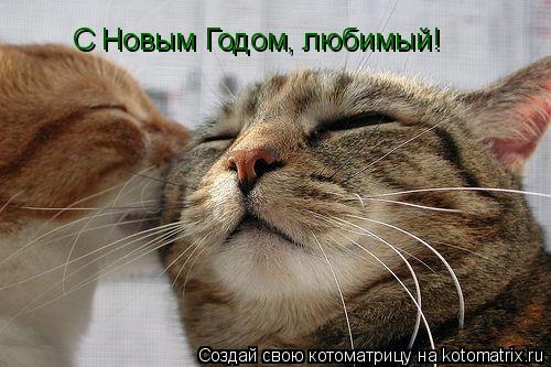 С Новым Годом, любимый!... Котоматрица: С Новым Годом, любимый!