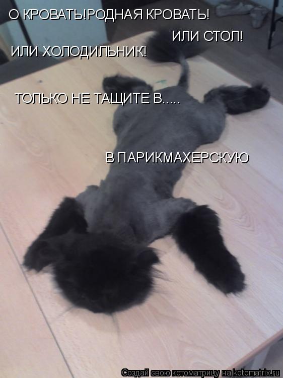 О КРОВАТЬ!РОДНАЯ КРОВАТЬ! ИЛИ СТОЛ! ИЛИ ХОЛОДИЛЬНИК! ТОЛЬКО НЕ ТАЩИТЕ В..... В ПАРИКМАХЕРСКУЮ... Котоматрица: О КРОВАТЬ!РОДНАЯ КРОВАТЬ! ИЛИ СТОЛ! ИЛИ ХОЛОДИЛЬНИК! ТОЛЬКО НЕ ТАЩИТЕ В..... В ПАРИКМАХЕРСКУЮ