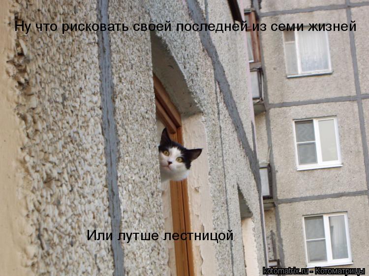 Ну что рисковать своей последней из семи жизней Или лутше лестницой... Котоматрица: Ну что рисковать своей последней из семи жизней Или лутше лестницой