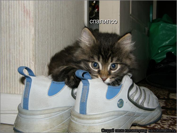 Котоматрица: спалилсо