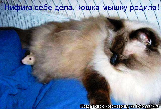 Нифига себе дела, кошка мышку родила!... Котоматрица: Нифига себе дела, кошка мышку родила!