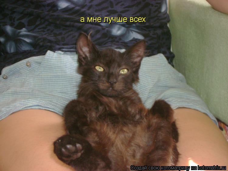 а мне лучше всех... Котоматрица: а мне лучше всех