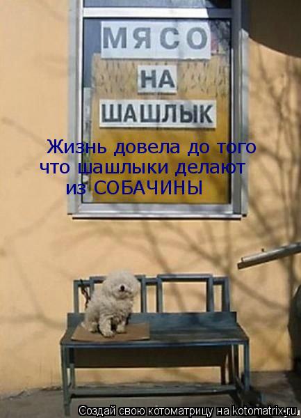 Жизнь довела до того что шашлыки делают из СОБАЧИНЫ... Котоматрица: Жизнь довела до того что шашлыки делают из СОБАЧИНЫ