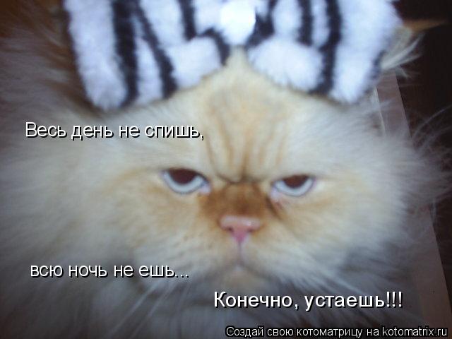 Весь день не спишь, всю ночь не ешь... Конечно, устаешь!!!... Котоматрица: Весь день не спишь, всю ночь не ешь... Конечно, устаешь!!!