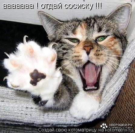 ааааааа ! отдай сосиску !!!... Котоматрица: ааааааа ! отдай сосиску !!!