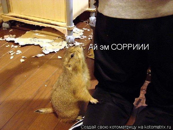 Ай эм СОРРИИИ... Котоматрица: Ай эм СОРРИИИ