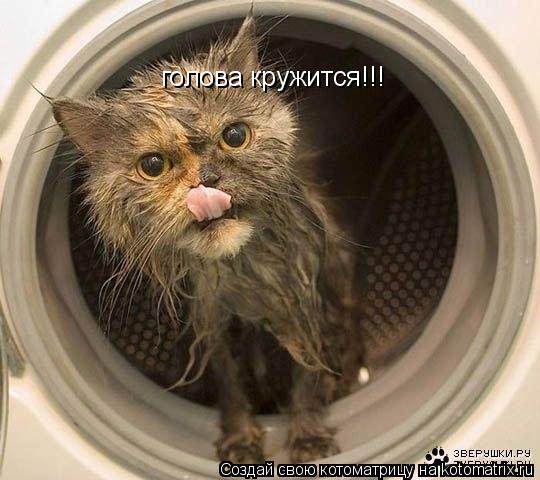 голова кружится!!!... Котоматрица: голова кружится!!!
