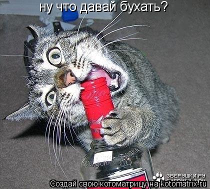 ну что давай бухать?... Котоматрица: ну что давай бухать?