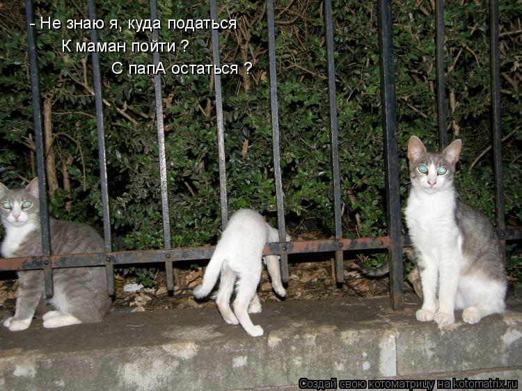 - Не знаю я, куда податься К маман пойти ? С папА остаться ?... Котоматрица: - Не знаю я, куда податься К маман пойти ? С папА остаться ?