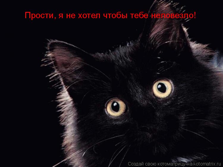 Прости, я не хотел чтобы тебе неповезло!... Котоматрица: Прости, я не хотел чтобы тебе неповезло!
