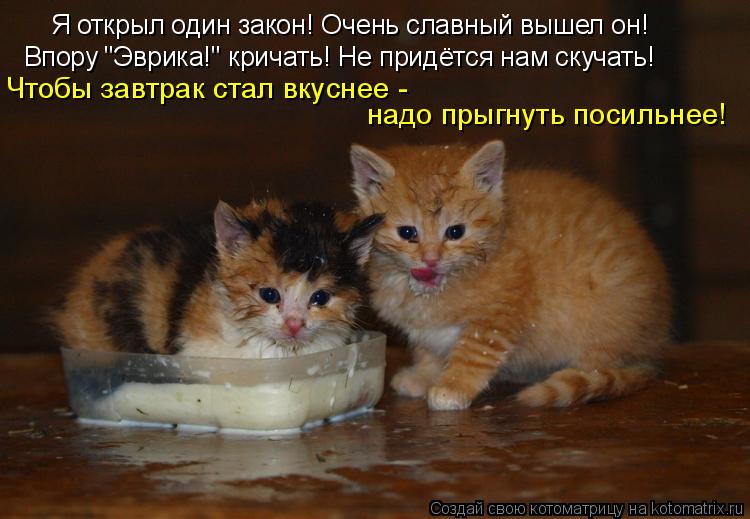 Я открыл один закон! Очень славный вышел он! Впору "Эврика!" кричать! Не придётся нам скучать! Чтобы ... Котоматрица: Я открыл один закон! Очень славный вышел он! Впору "Эврика!" кричать! Не придётся нам скучать! Чтобы завтрак стал вкуснее - надо прыгнуть поси