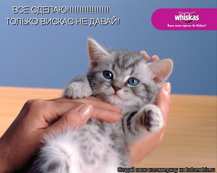 ВСЕ СДЕЛАЮ!!!!!!!!!!!!!!!!! ТОЛЬКО ВИСКАС НЕ ДАВАЙ!... Котоматрица: ВСЕ СДЕЛАЮ!!!!!!!!!!!!!!!!! ТОЛЬКО ВИСКАС НЕ ДАВАЙ!