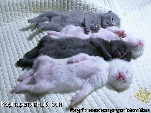 Корпаративный сон!... Котоматрица: Корпаративный сон!