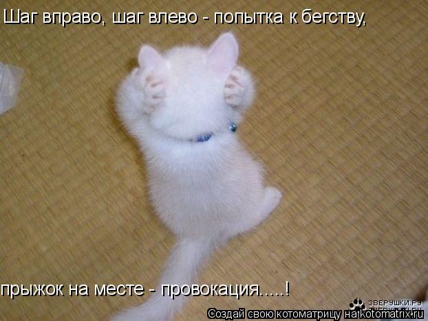 Шаг вправо, шаг влево - попытка к бегству, прыжок на месте - провокация.....!... Котоматрица: Шаг вправо, шаг влево - попытка к бегству, прыжок на месте - провокация.....!