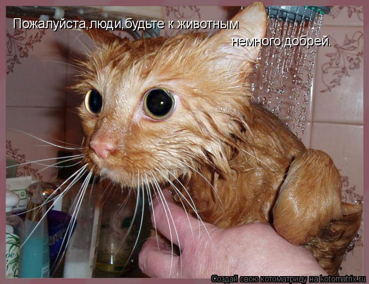 Пожалуйста,люди,будьте к животным немного добрей.... Котоматрица: Пожалуйста,люди,будьте к животным немного добрей.
