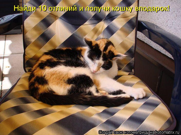 Котоматрица: Найди 10 отличий и получи кошку вподарок!