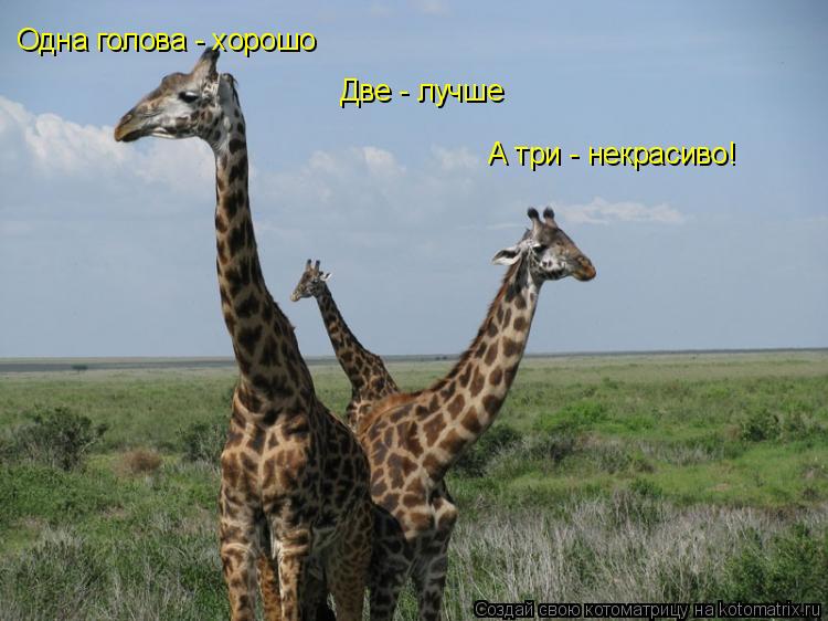 Котоматрица: Одна голова - хорошо Две - лучше А три - некрасиво!