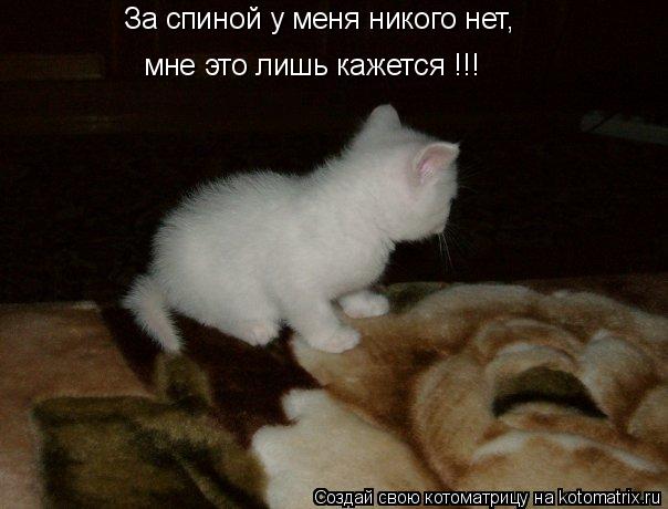 За спиной у меня никого нет, мне это лишь кажется !!!... Котоматрица: За спиной у меня никого нет, мне это лишь кажется !!!