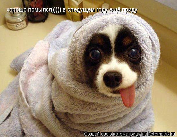 хорошо помылся))))) в следущем году ещё приду... Котоматрица: хорошо помылся))))) в следущем году ещё приду