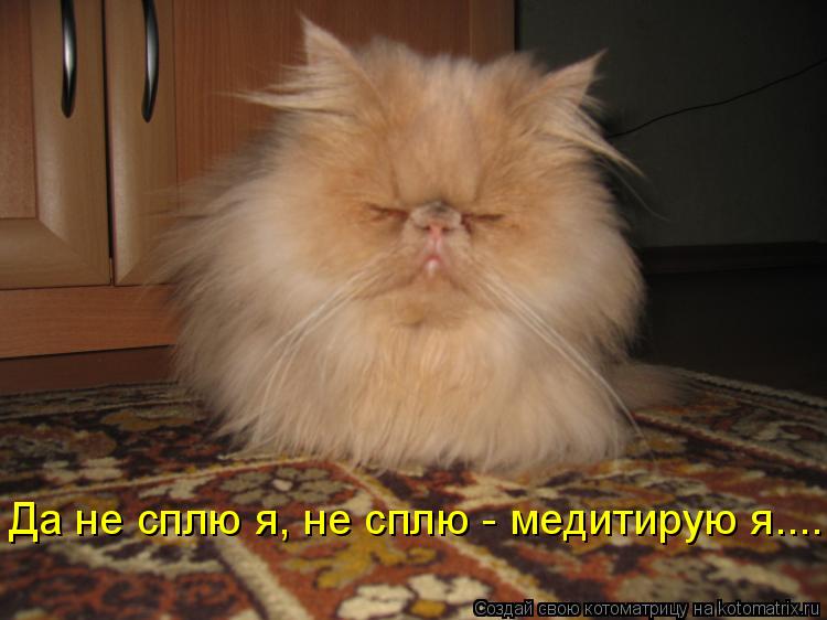 Котоматрица: Да не сплю я, не сплю - медитирую я....