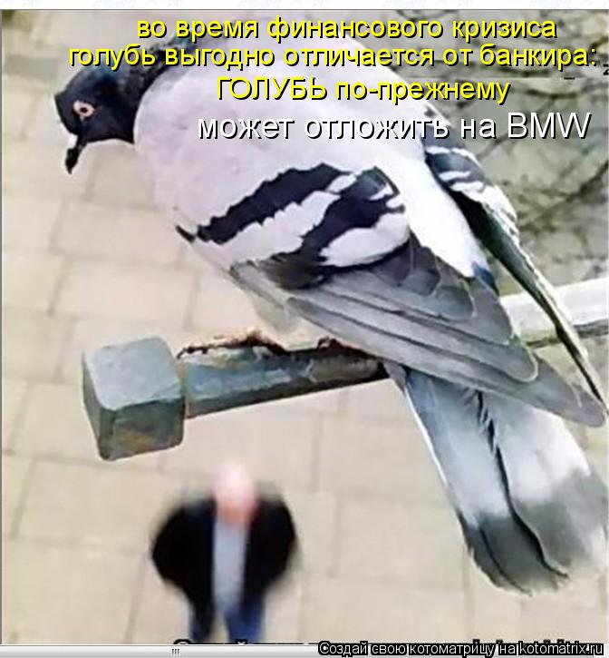 во время финансового кризиса голубь выгодно отличается от банкира: ГОЛУБЬ по-прежнему может отложить... Котоматрица: во время финансового кризиса голубь выгодно отличается от банкира: ГОЛУБЬ по-прежнему может отложить на BMW