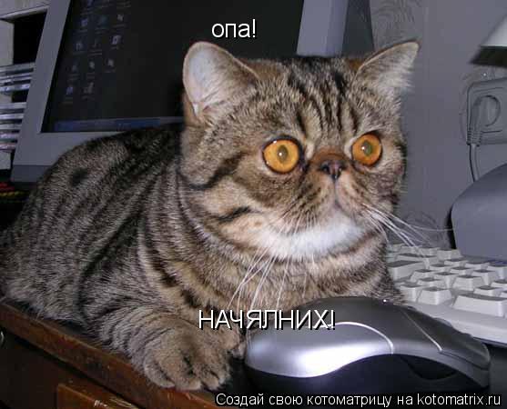 опа! НАЧЯЛНИХ!... Котоматрица: опа! НАЧЯЛНИХ!