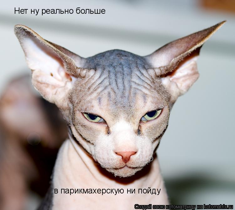Нет ну реально больше в парикмахерскую ни пойду... Котоматрица: Нет ну реально больше в парикмахерскую ни пойду
