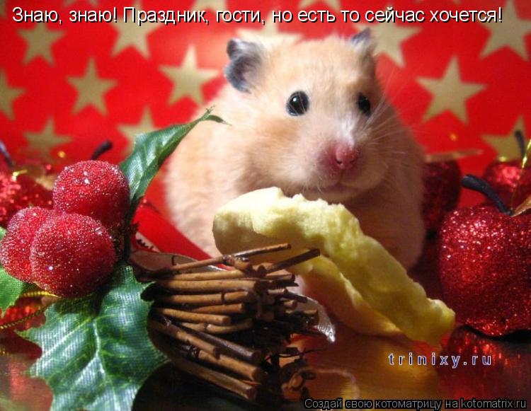Знаю, знаю! Праздник, гости, но есть то сейчас хочется!... Котоматрица: Знаю, знаю! Праздник, гости, но есть то сейчас хочется!