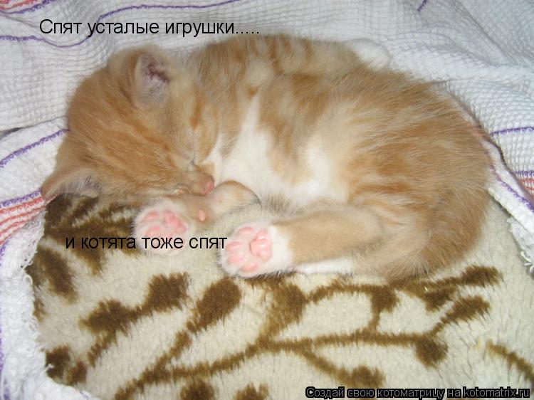 Спят усталые игрушки..... и котята тоже спят... Котоматрица: Спят усталые игрушки..... и котята тоже спят