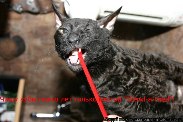 Котоматрица: Чищу зубы много лет только пастой "Blend-a-med"!