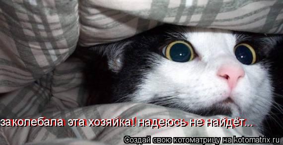 заколебала эта хозяйка! надеюсь не найдёт... заколебала эта хозяйка! надеюсь не найдёт...... Котоматрица: заколебала эта хозяйка! надеюсь не найдёт... заколебала эта хозяйка! надеюсь не найдёт...