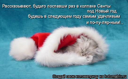 Рассказывают, будьто поспавши раз в колпаке Санты будешь в следующем году самым удачливым под Новый... Котоматрица: Рассказывают, будьто поспавши раз в колпаке Санты будешь в следующем году самым удачливым под Новый год и по-пу-ляр-ным!..
