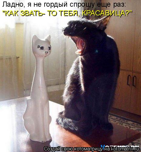 "КАК ЗВАТЬ- ТО ТЕБЯ, КРАСАВИЦА?" Ладно, я не гордый спрошу еще раз:... Котоматрица: "КАК ЗВАТЬ- ТО ТЕБЯ, КРАСАВИЦА?" Ладно, я не гордый спрошу еще раз: