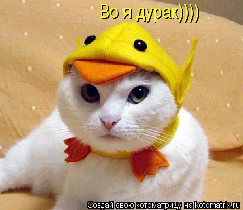 Во я дурак))))... Котоматрица: Во я дурак))))