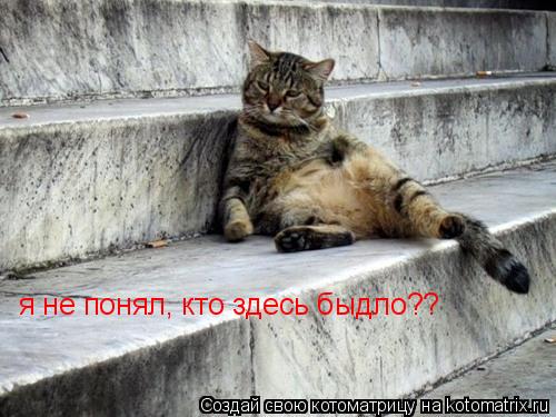я не понял, кто здесь быдло??... Котоматрица: я не понял, кто здесь быдло??