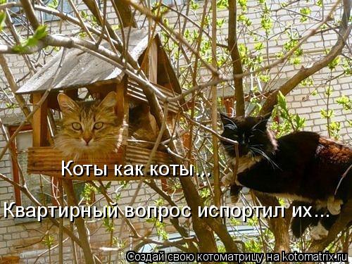 Коты как коты... Квартирный вопрос испортил их...... Котоматрица: Коты как коты... Квартирный вопрос испортил их...