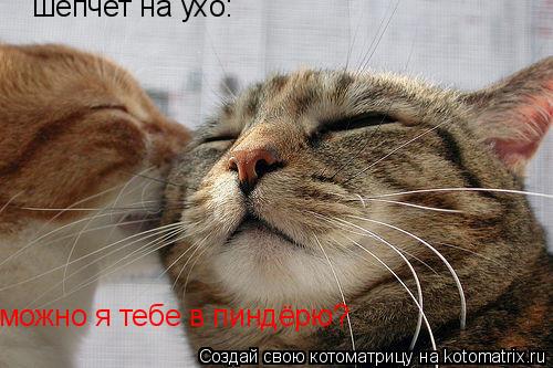 Котоматрица: шепчет на ухо: можно я тебе в пиндёрю?