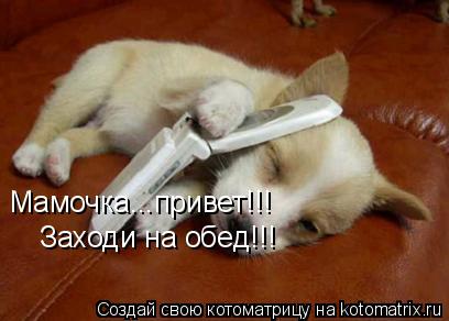 Мамочка...привет!!! Заходи на обед!!!... Котоматрица: Мамочка...привет!!! Заходи на обед!!!