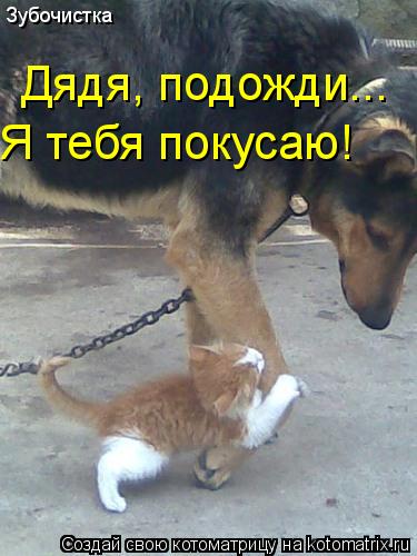 Зубочистка Дядя, подожди... Я тебя покусаю!... Котоматрица: Зубочистка Дядя, подожди... Я тебя покусаю!