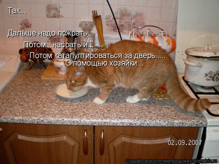 Так... Дальше надо пожрать... Потом...насрать и... Потом катапултироваться за дверь...... С помощью х... Котоматрица: Так... Дальше надо пожрать... Потом...насрать и... Потом катапултироваться за дверь...... С помощью хозяйки...
