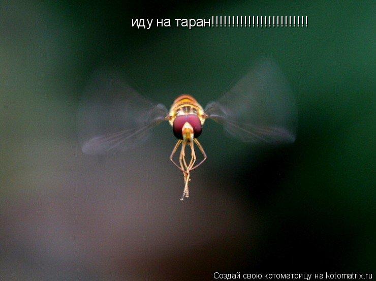 иду на таран!!!!!!!!!!!!!!!!!!!!!!!!... Котоматрица: иду на таран!!!!!!!!!!!!!!!!!!!!!!!!