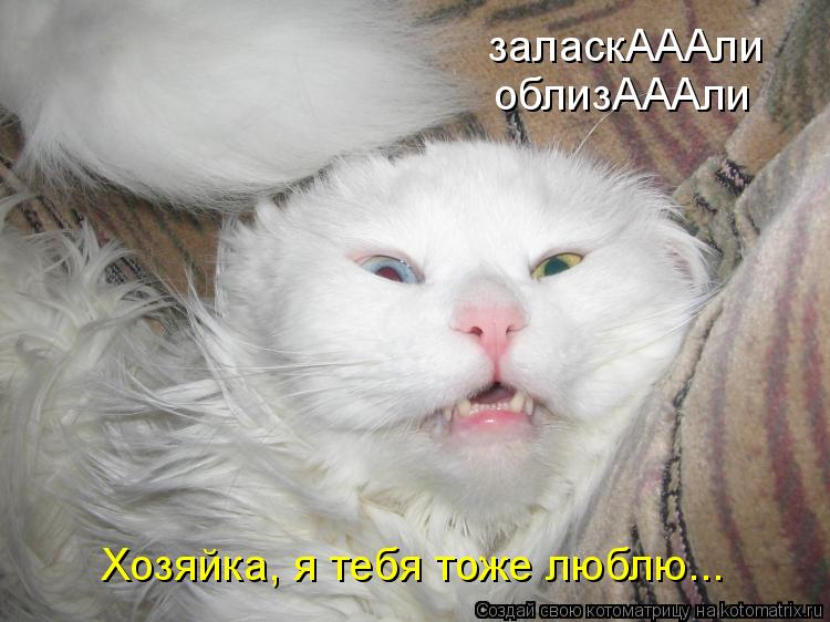 Котоматрица: заласкАААли облизАААли Хозяйка, я тебя тоже люблю...