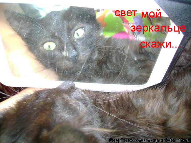 свет мой зеркальце скажи...... Котоматрица: свет мой зеркальце скажи...