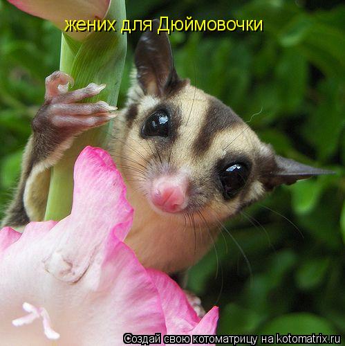 жених для Дюймовочки... Котоматрица: жених для Дюймовочки