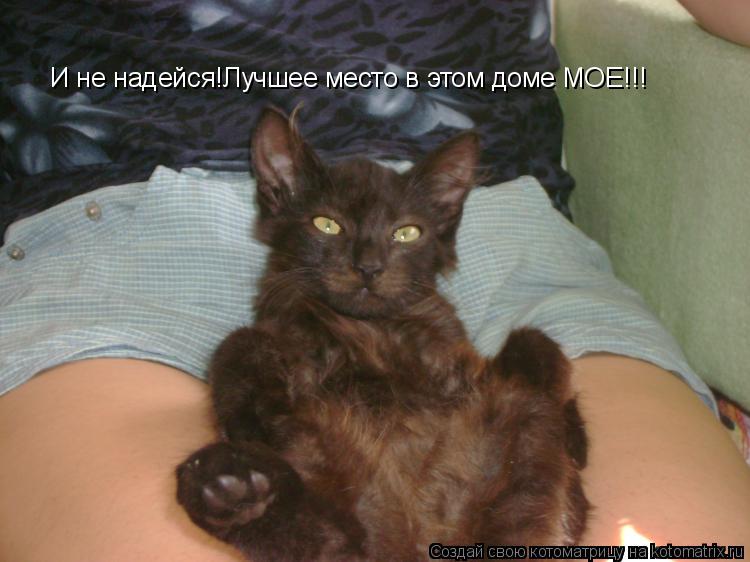 И не надейся!Лучшее место в этом доме МОЕ!!!... Котоматрица: И не надейся!Лучшее место в этом доме МОЕ!!!