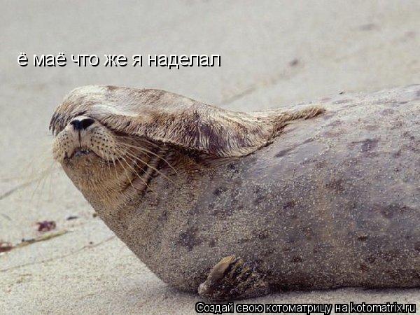 ё маё что же я наделал... Котоматрица: ё маё что же я наделал